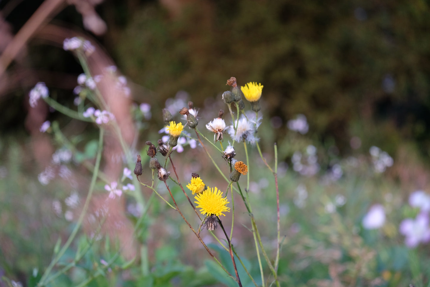 Sponsor a Wildflower Meadow