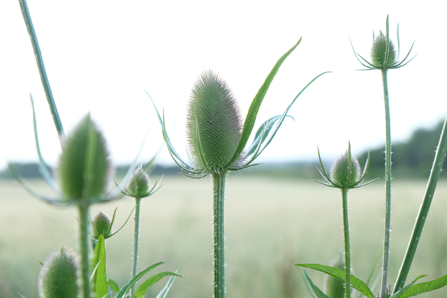 Sponsor a Wildflower Meadow