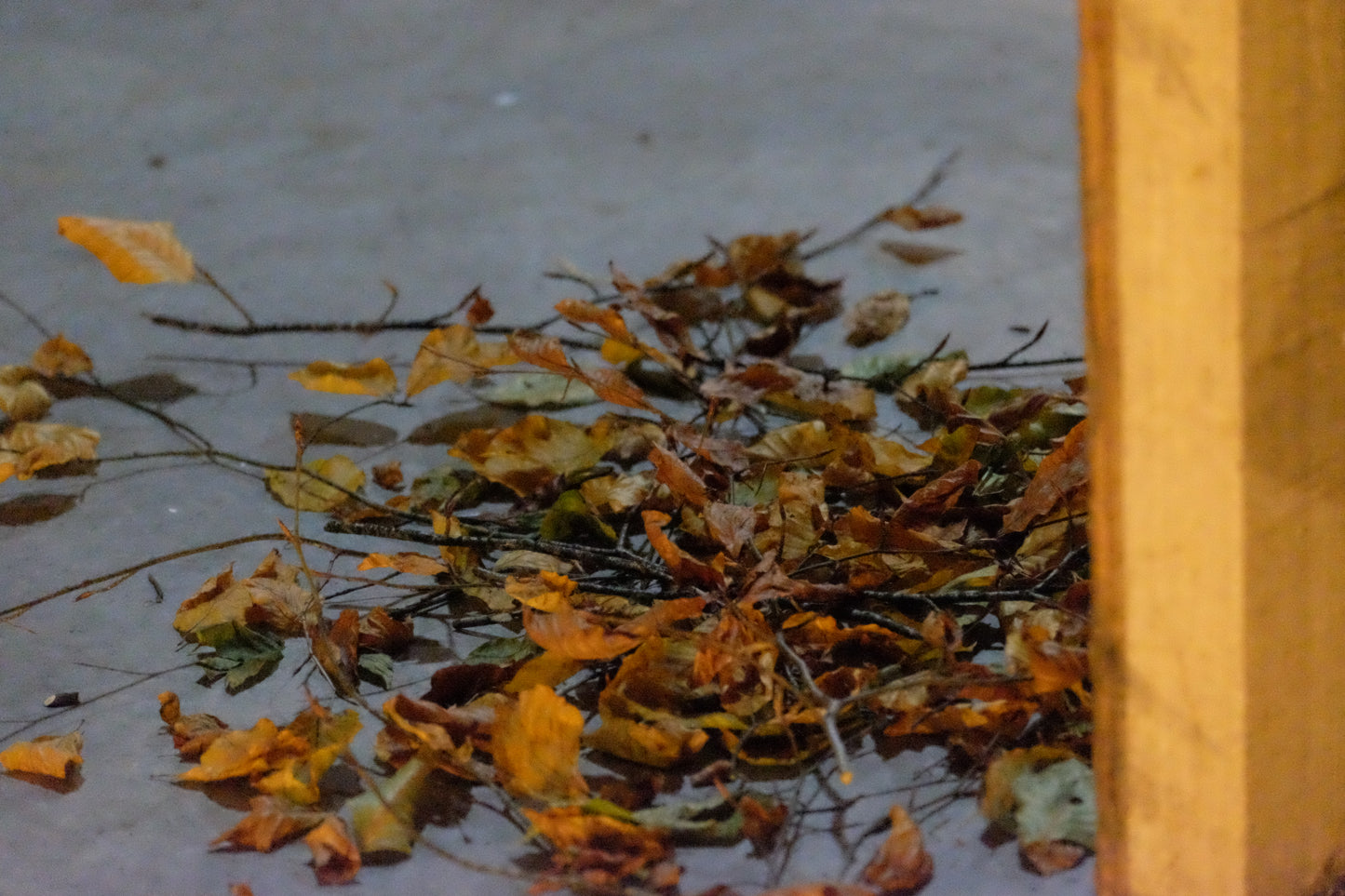 Seasonal Foraged Wreaths