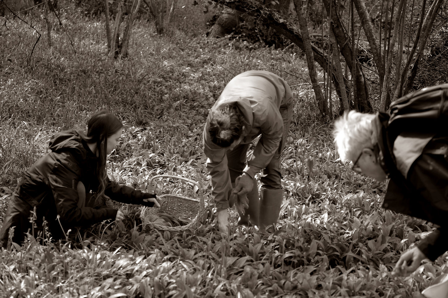 Foraging & Fermenting