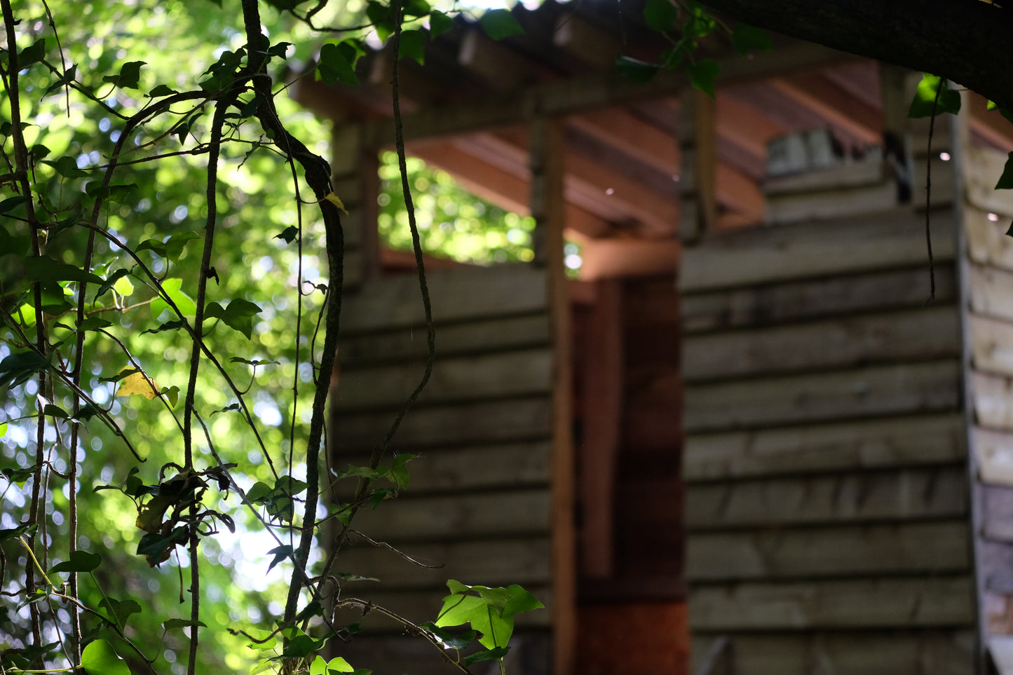 Woodland Yurt