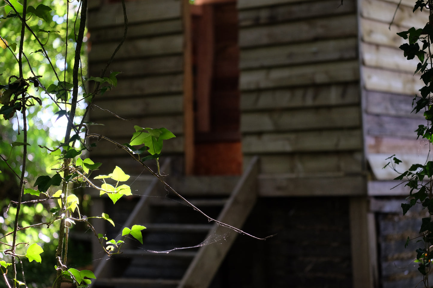 Woodland Yurt