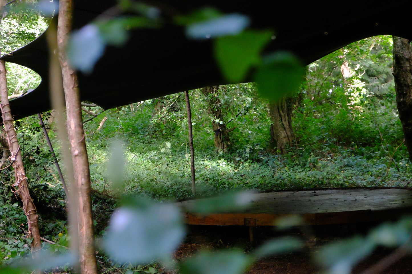 'The Woods' Hire