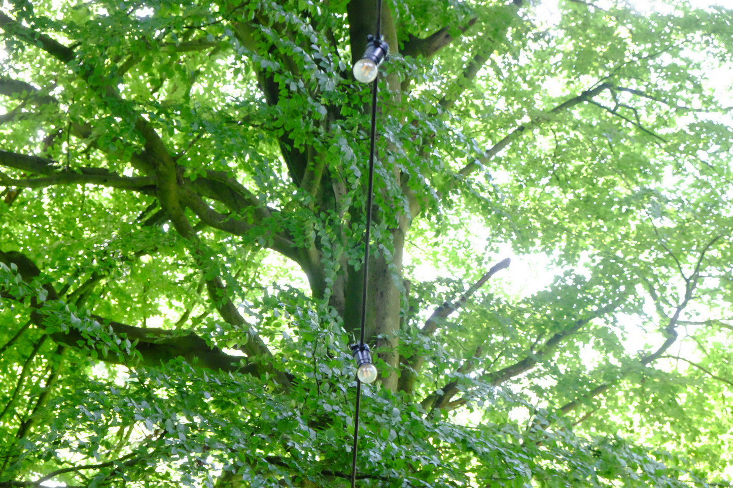 'The Woods' Hire
