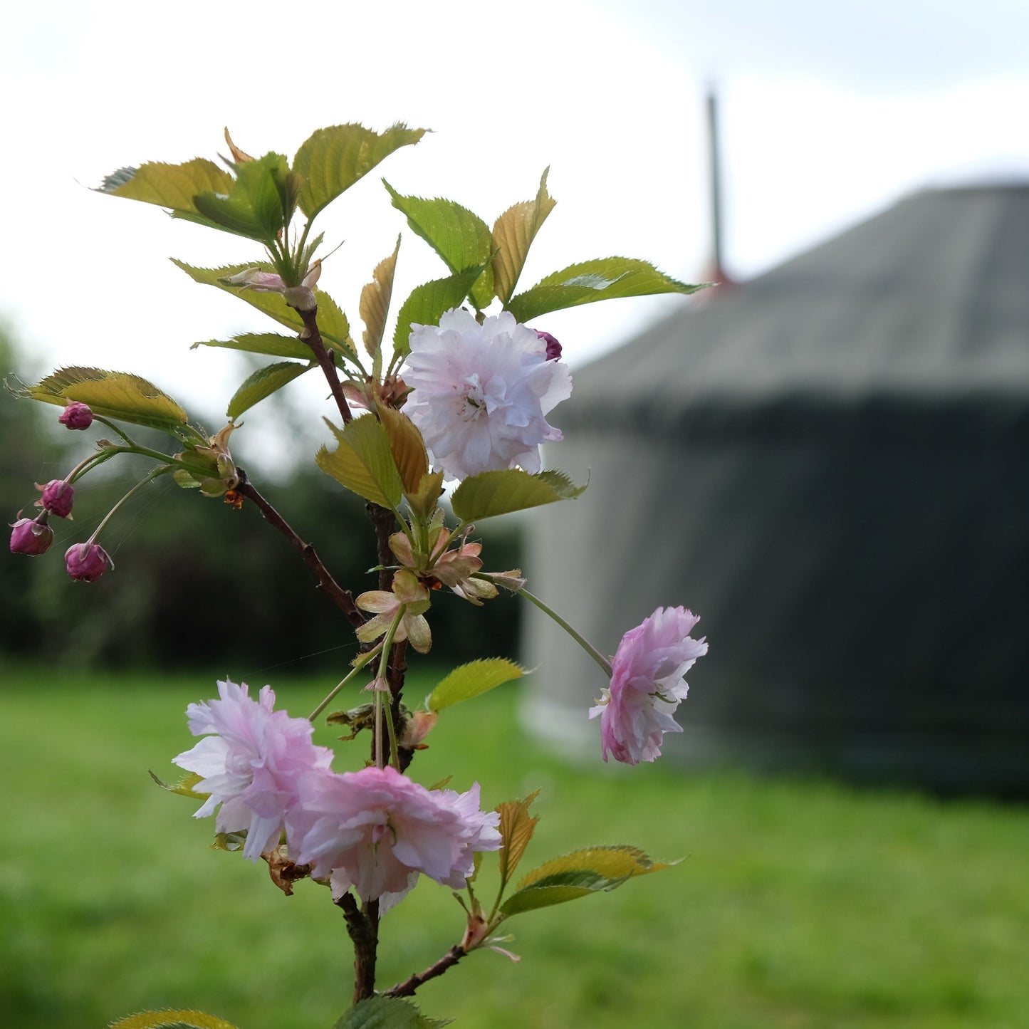 Farmyard Yurt