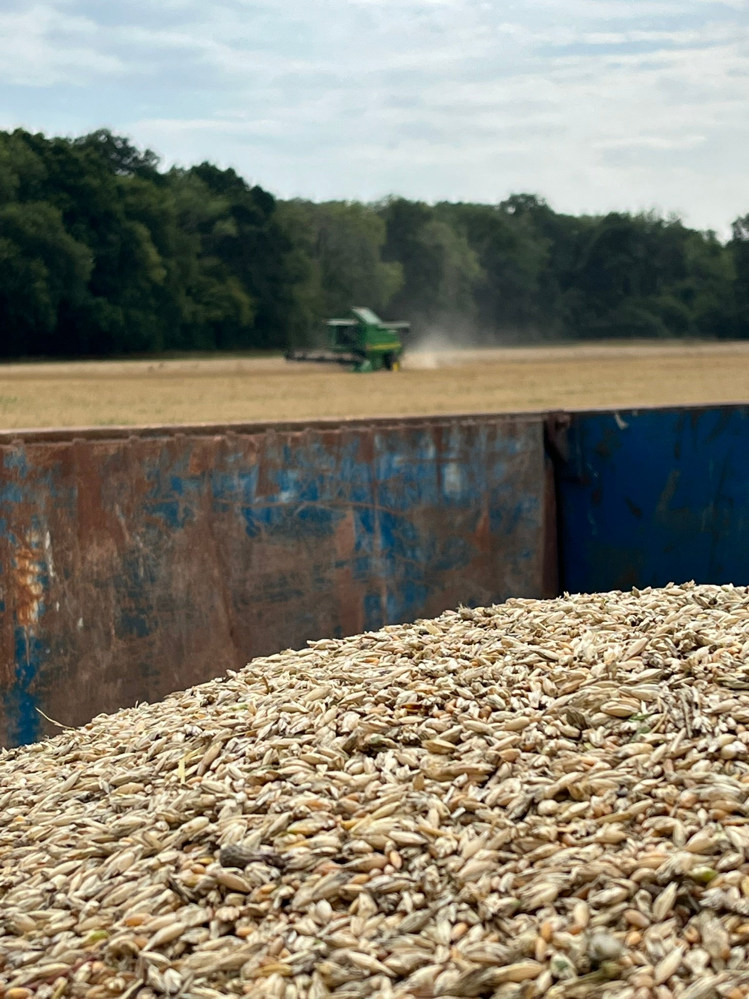 Wheat & Cereal Fungal diseases
