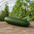 Cucumber