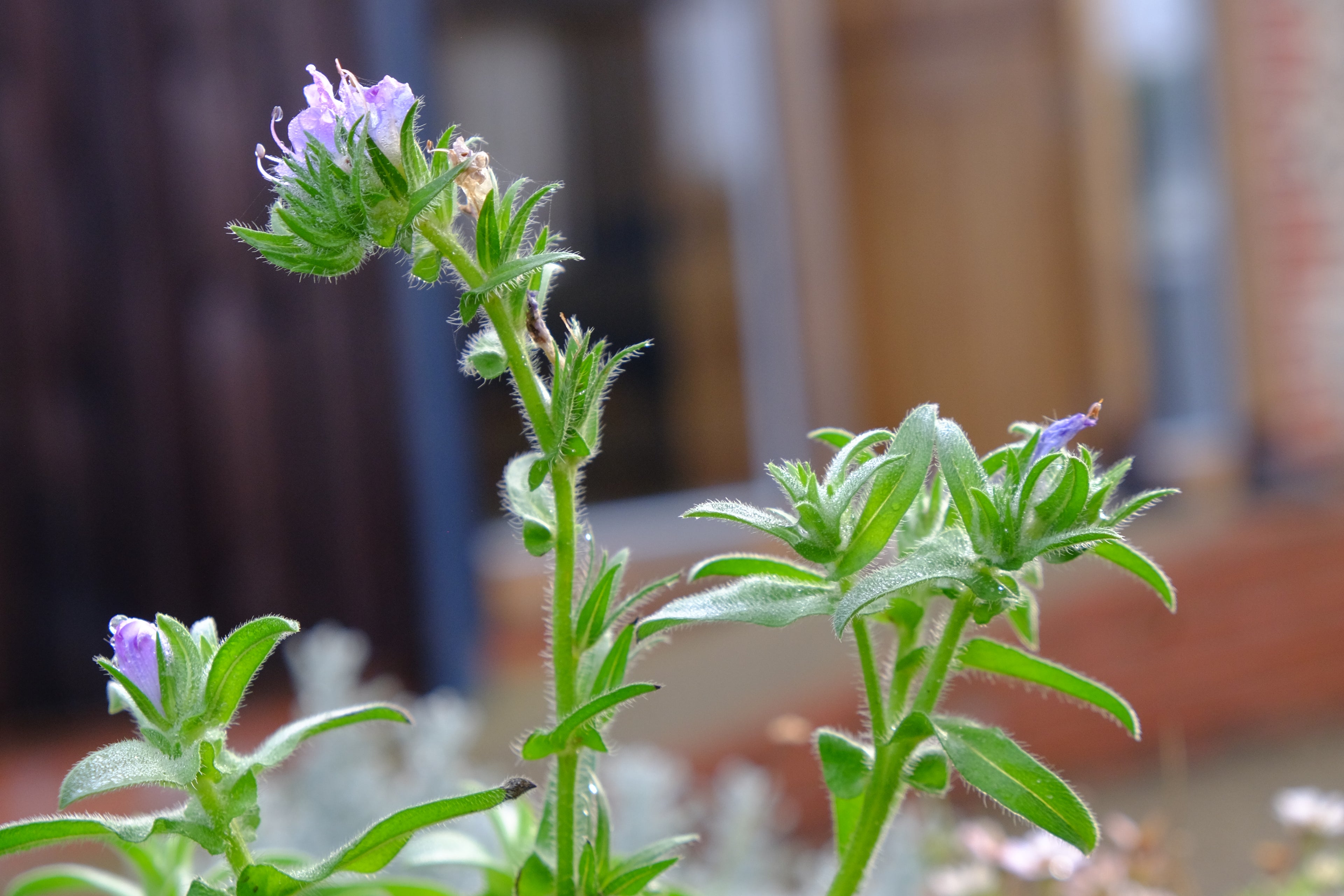 Curly - Pig Shed Cottage 3