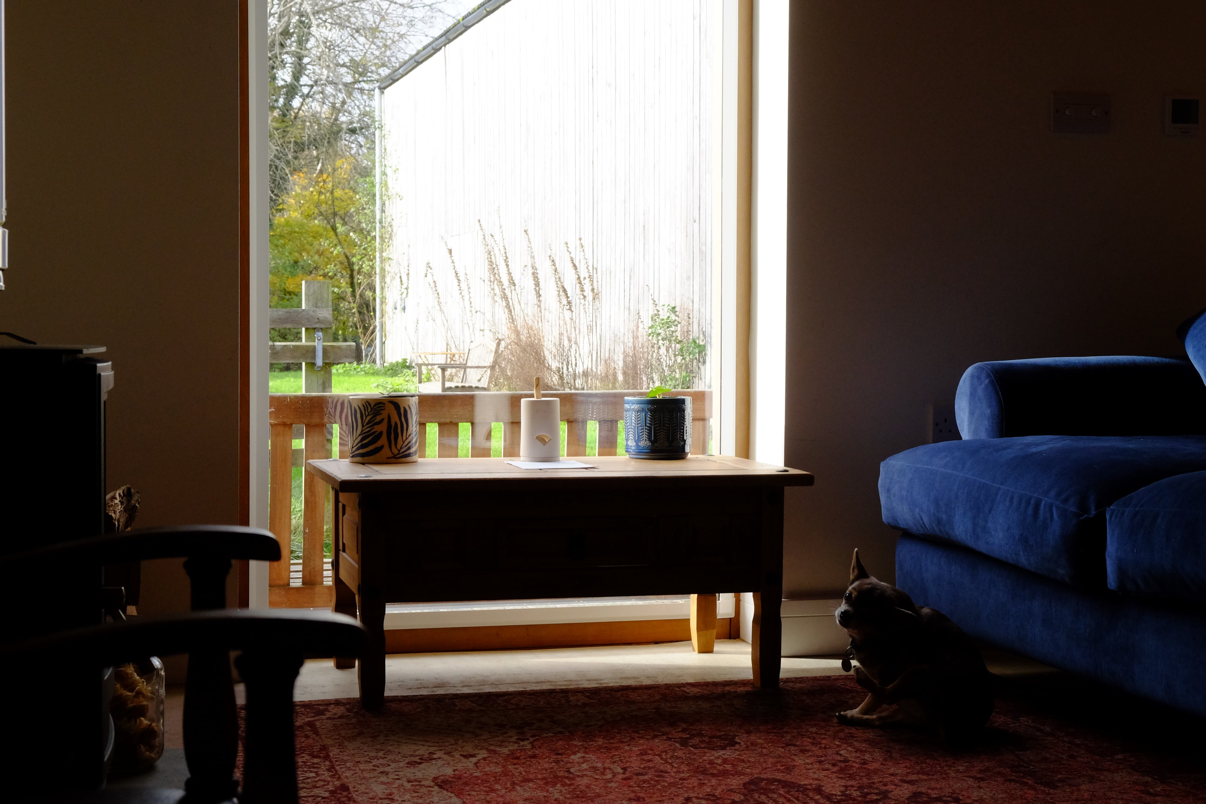 Curly - Pig Shed Cottage 3