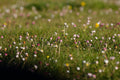 Woodland Wildflower Meadow