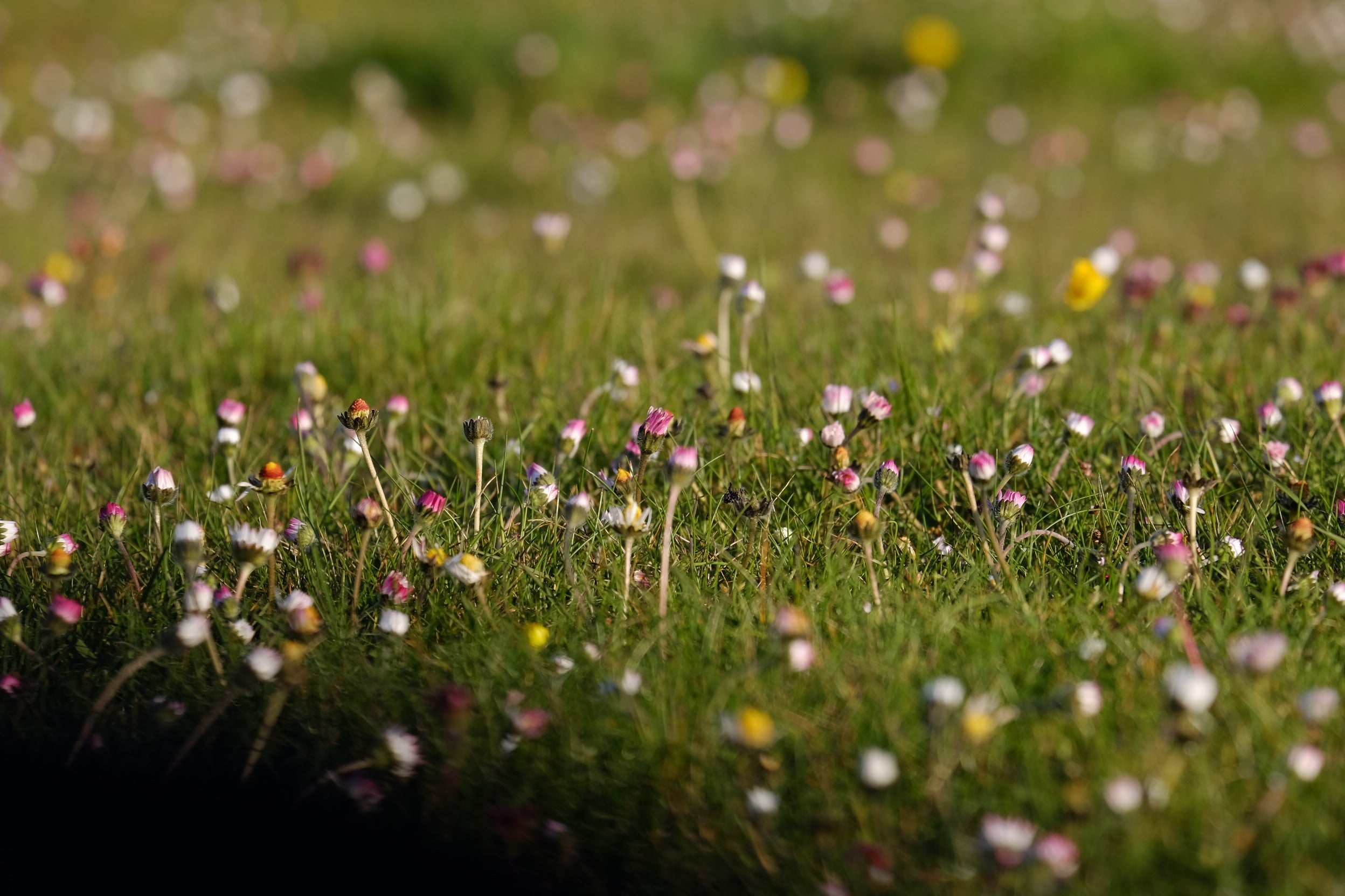 Woodland Wildflower Meadow