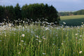 Sponsor a Wildflower Meadow