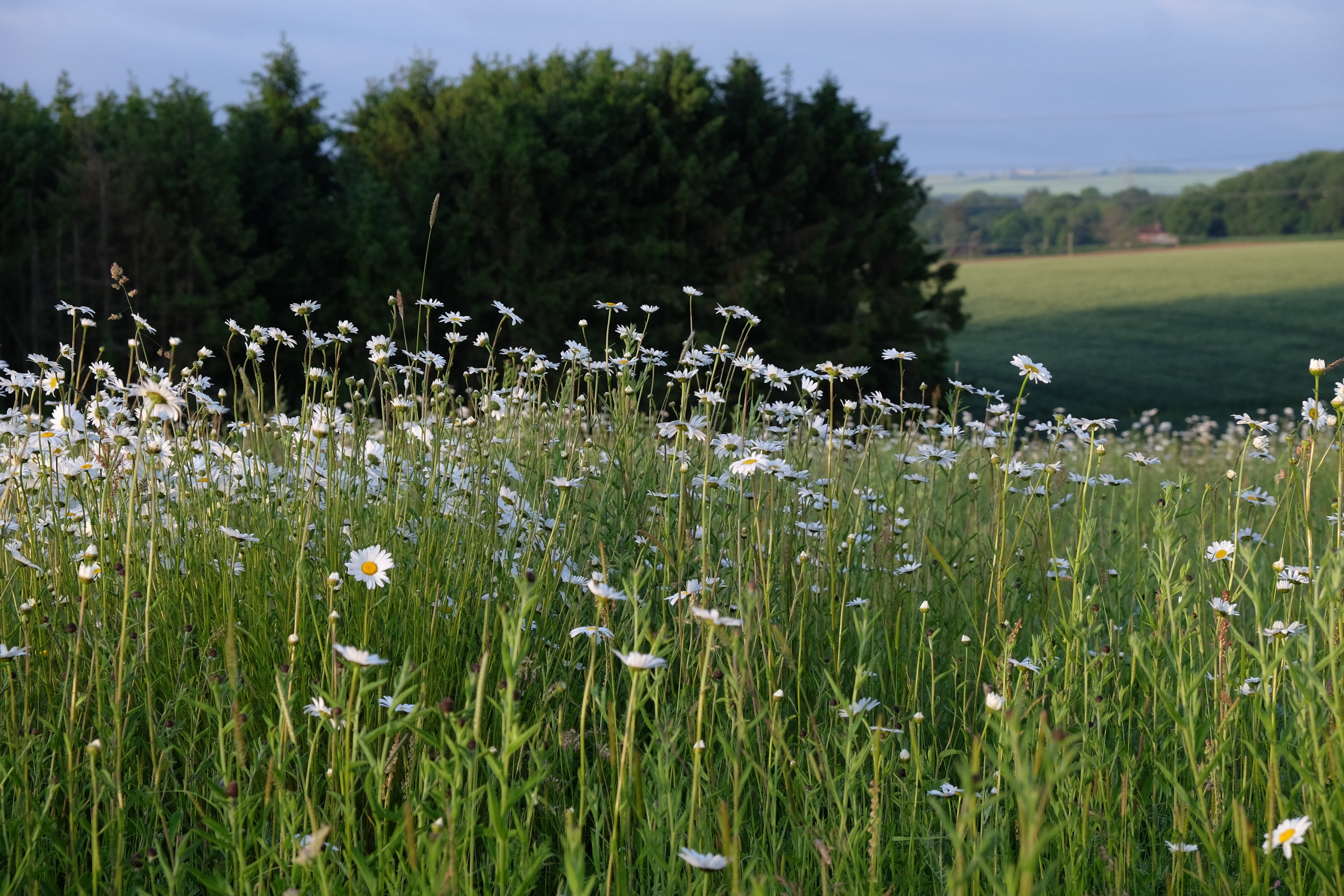 Sponsor a Wildflower Meadow