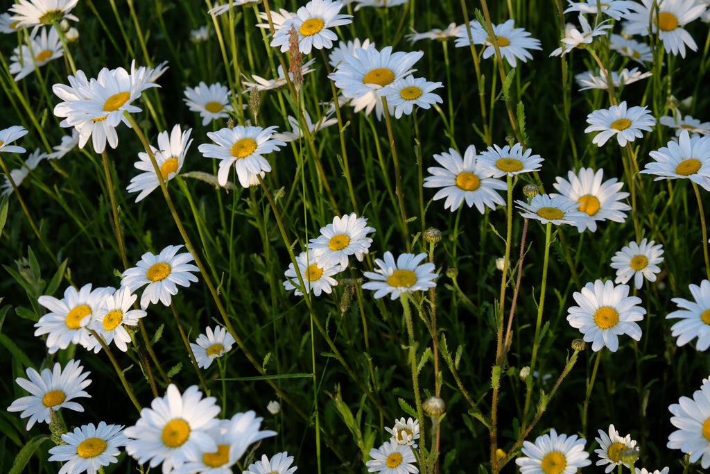 Sponsor a Wildflower Meadow