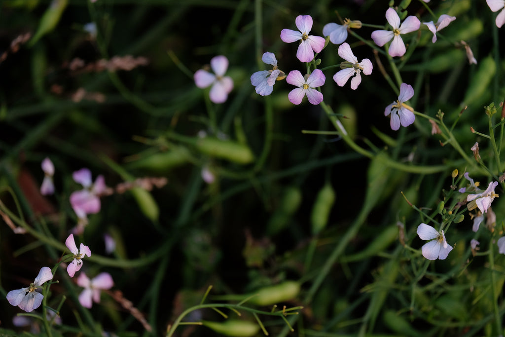 Sponsor a Wildflower Meadow