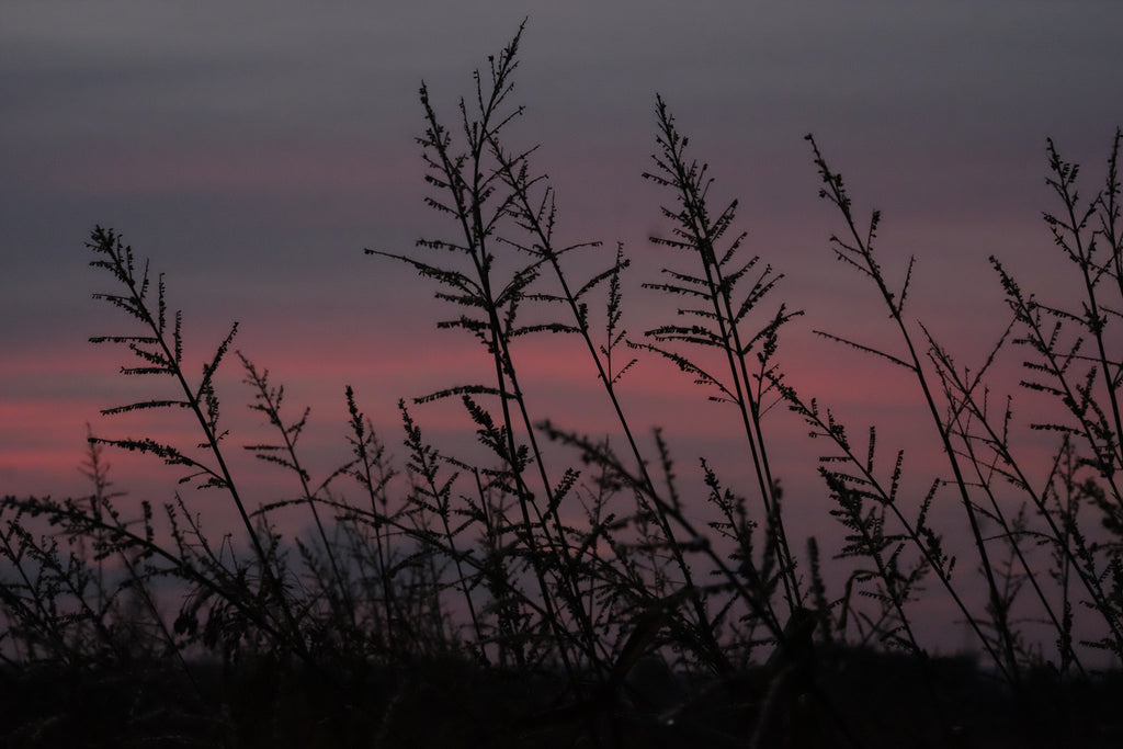 Sponsor a Wildflower Meadow