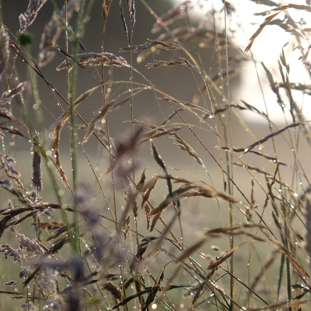 Sponsor a Wildflower Meadow