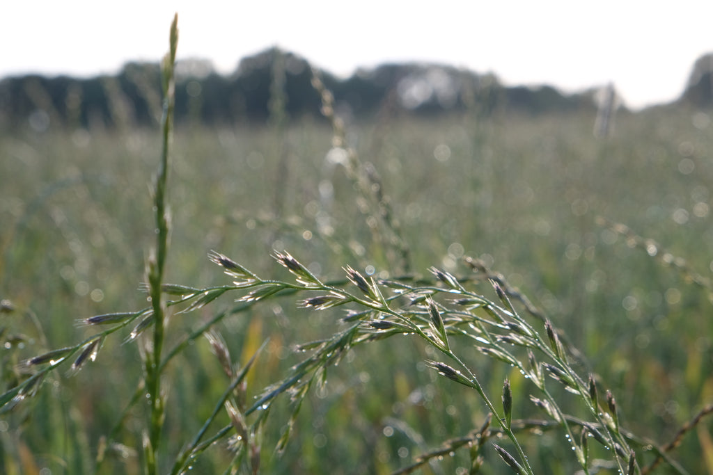 Sponsor a Wildflower Meadow