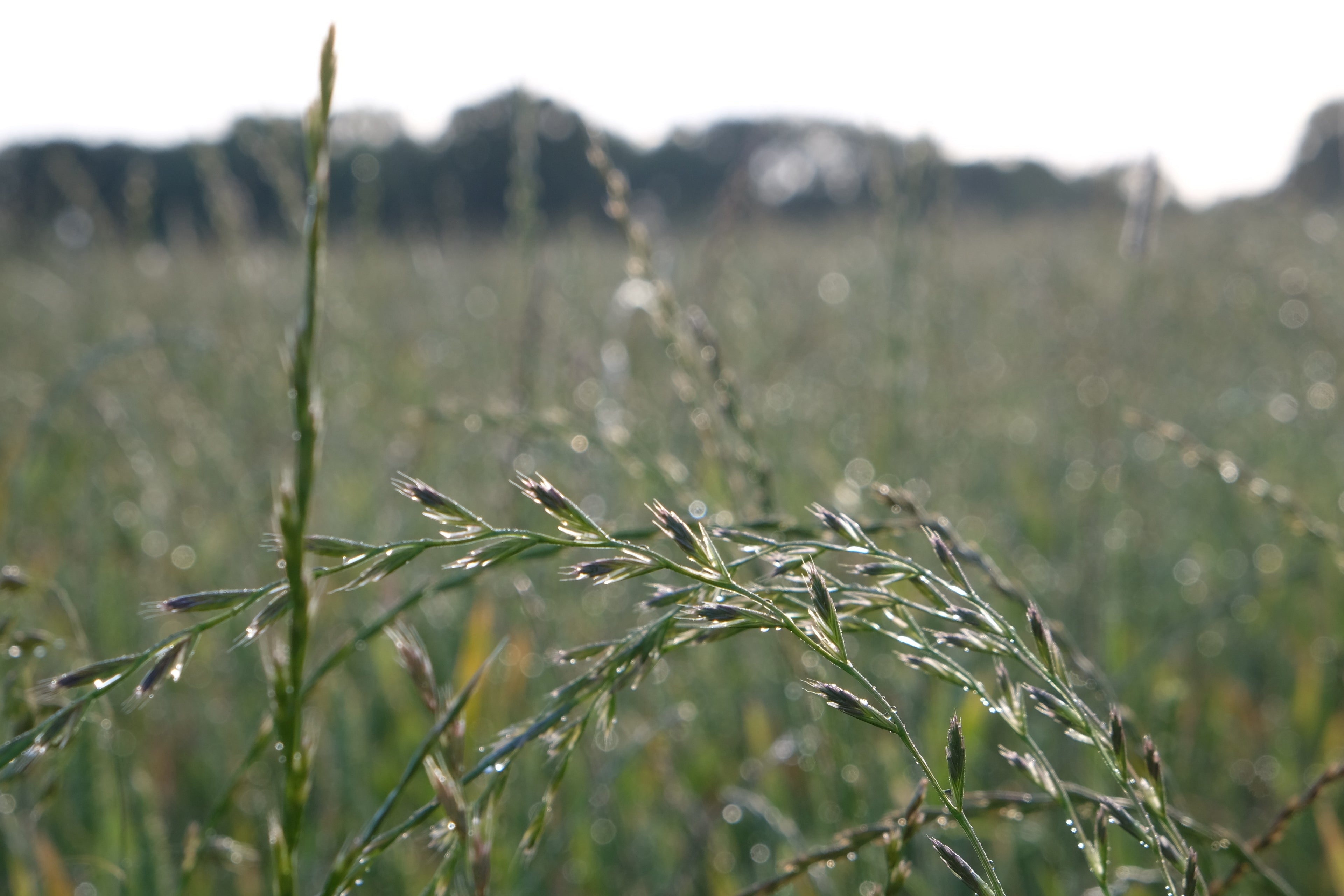 Sponsor a Wildflower Meadow