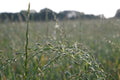 Wild camping field