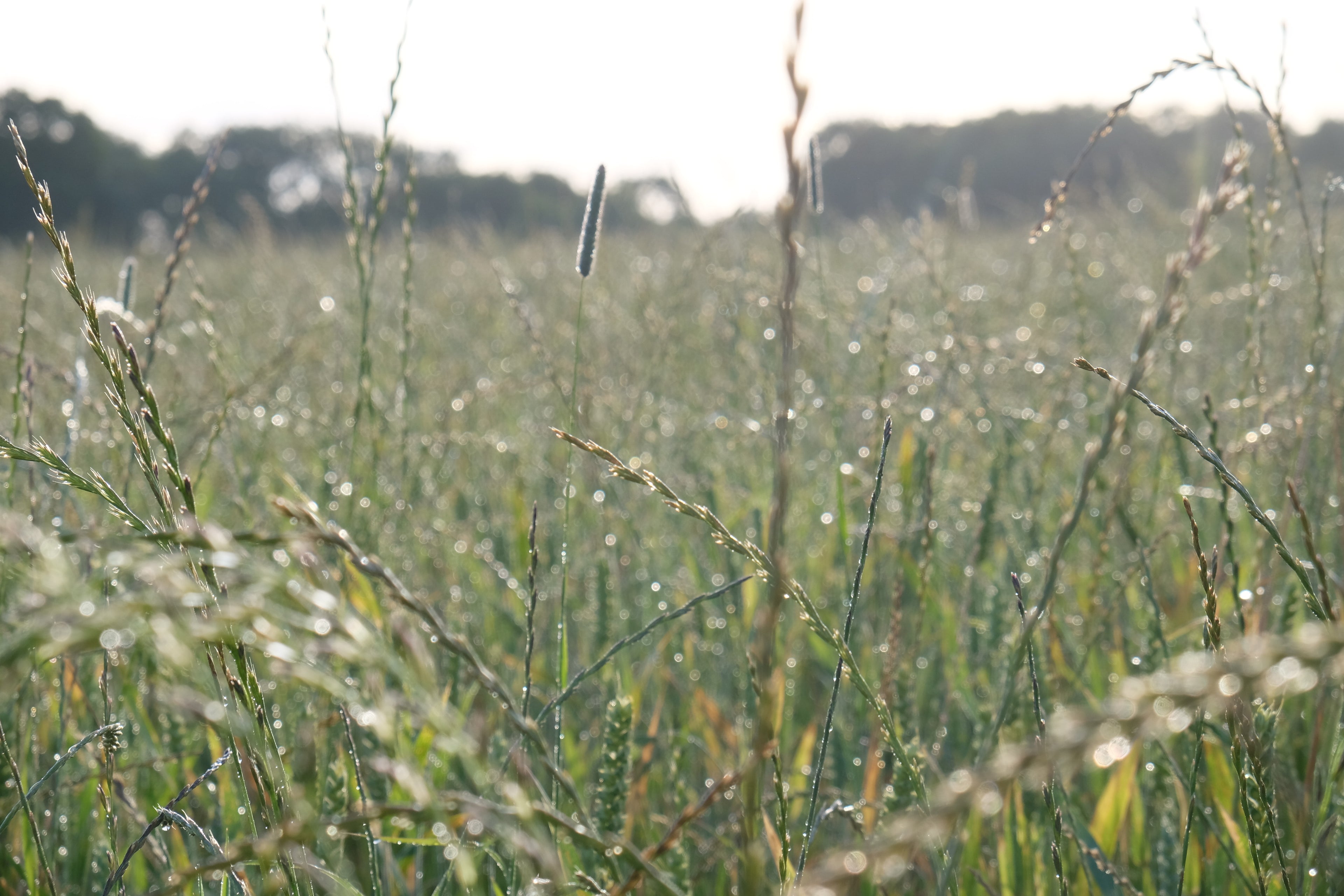 Sponsor a Wildflower Meadow