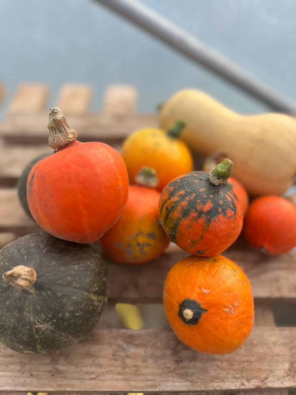 Pumpkins & Squash