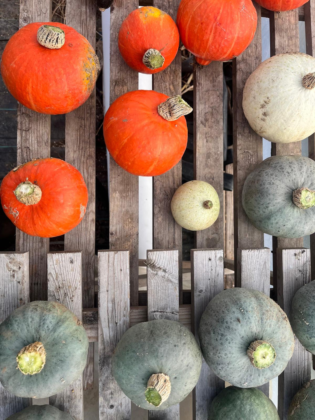 Pumpkins & Squash