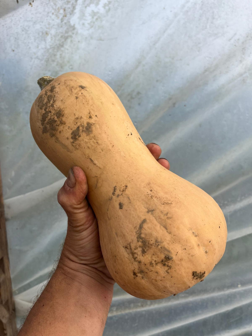 Pumpkins & Squash