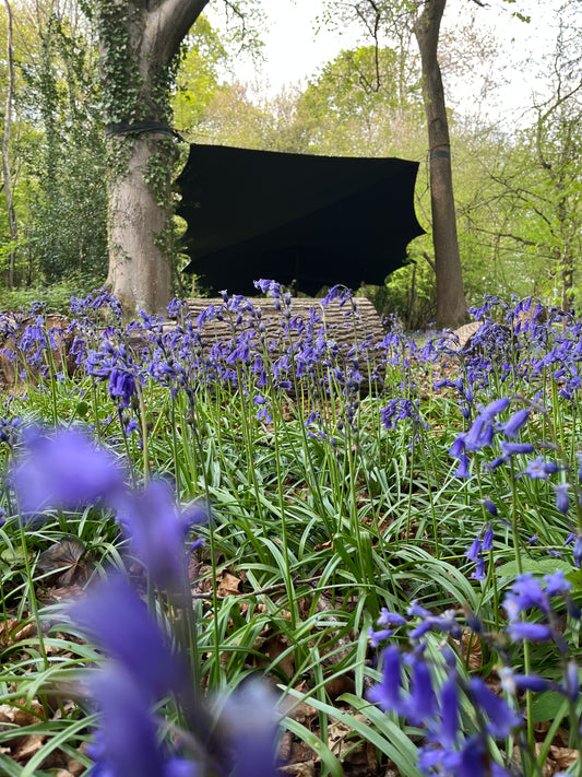 Bluebell feast - 30 April 2026