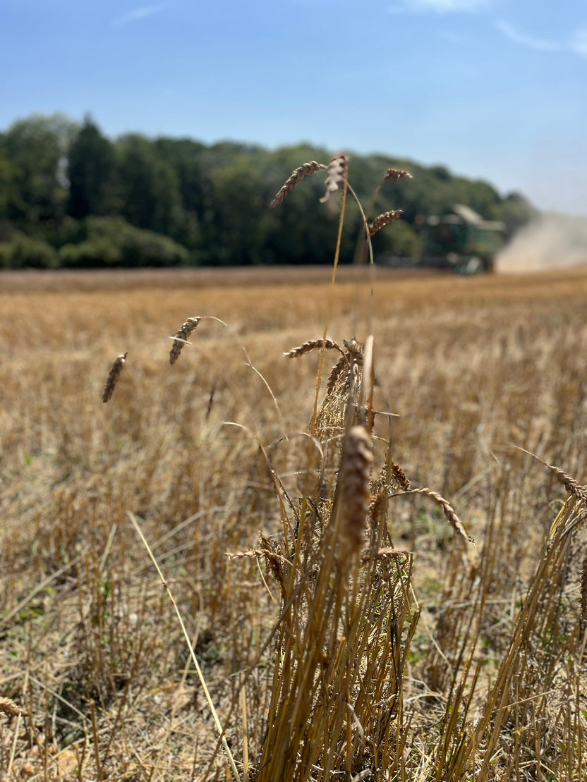 About – RushmereFarm
