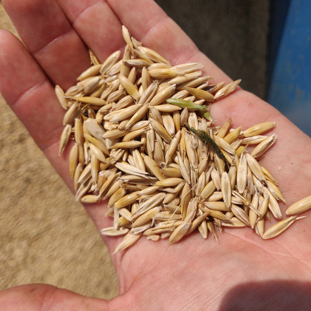 Autumn Volunteer Week (13-17 October)