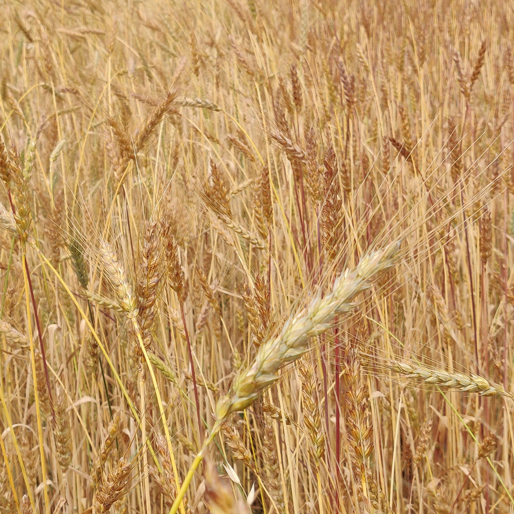 Autumn Volunteer Week (13-17 October)