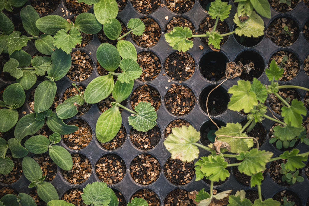 Little green fingers
