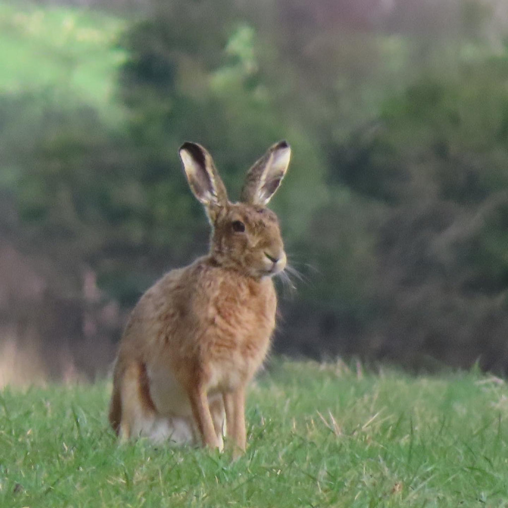 Autumn Volunteer Week (13-17 October)