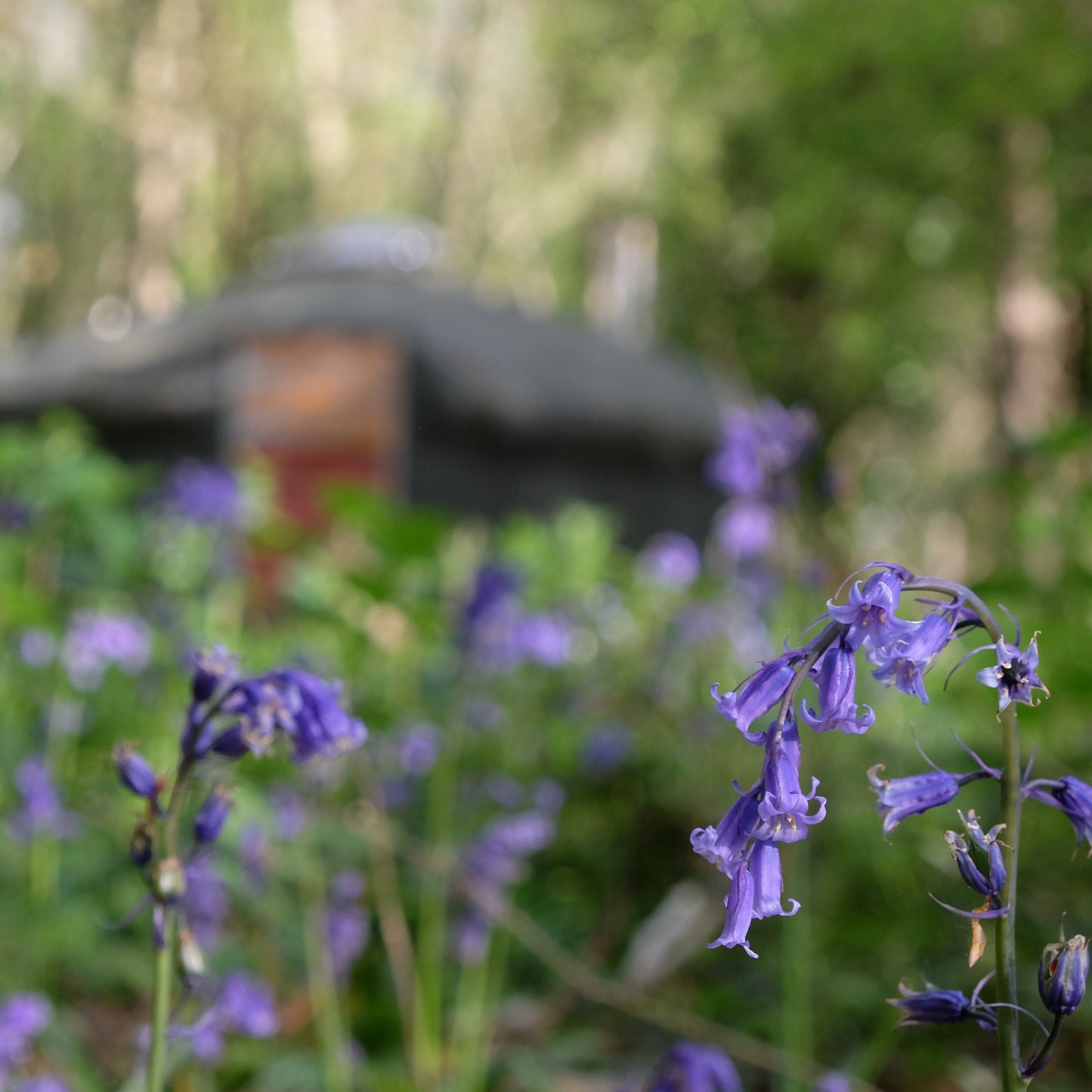 Woodland Yurt