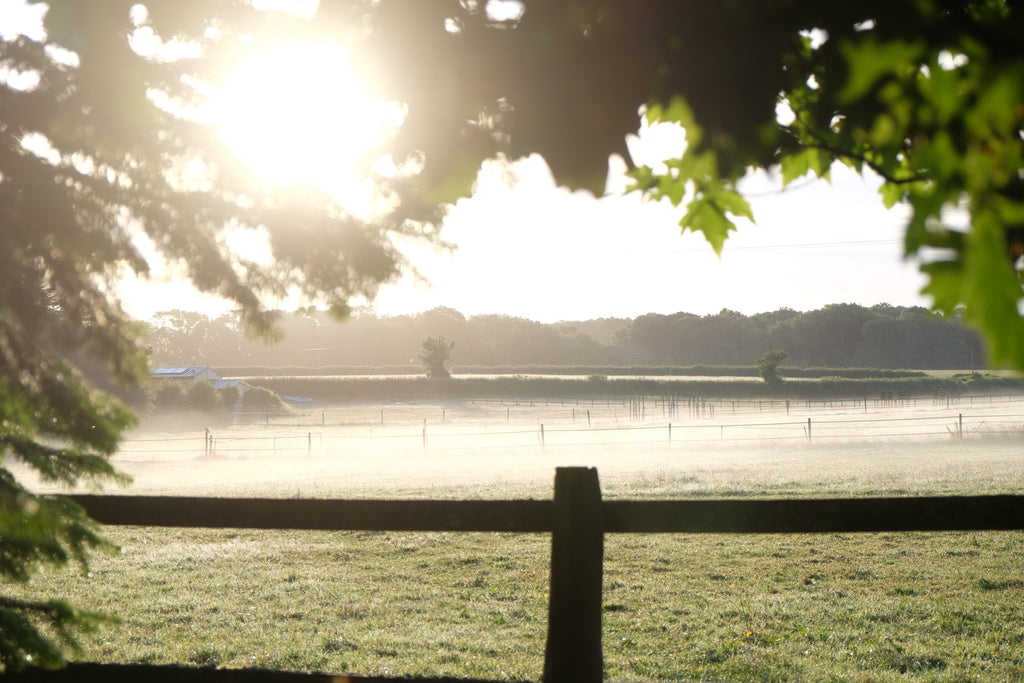 Spot - Pig Shed Cottage 2