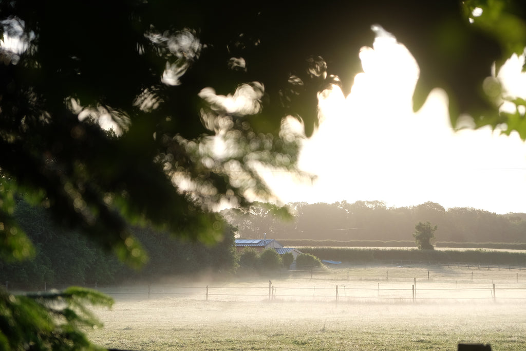 Curly - Pig Shed Cottage 3