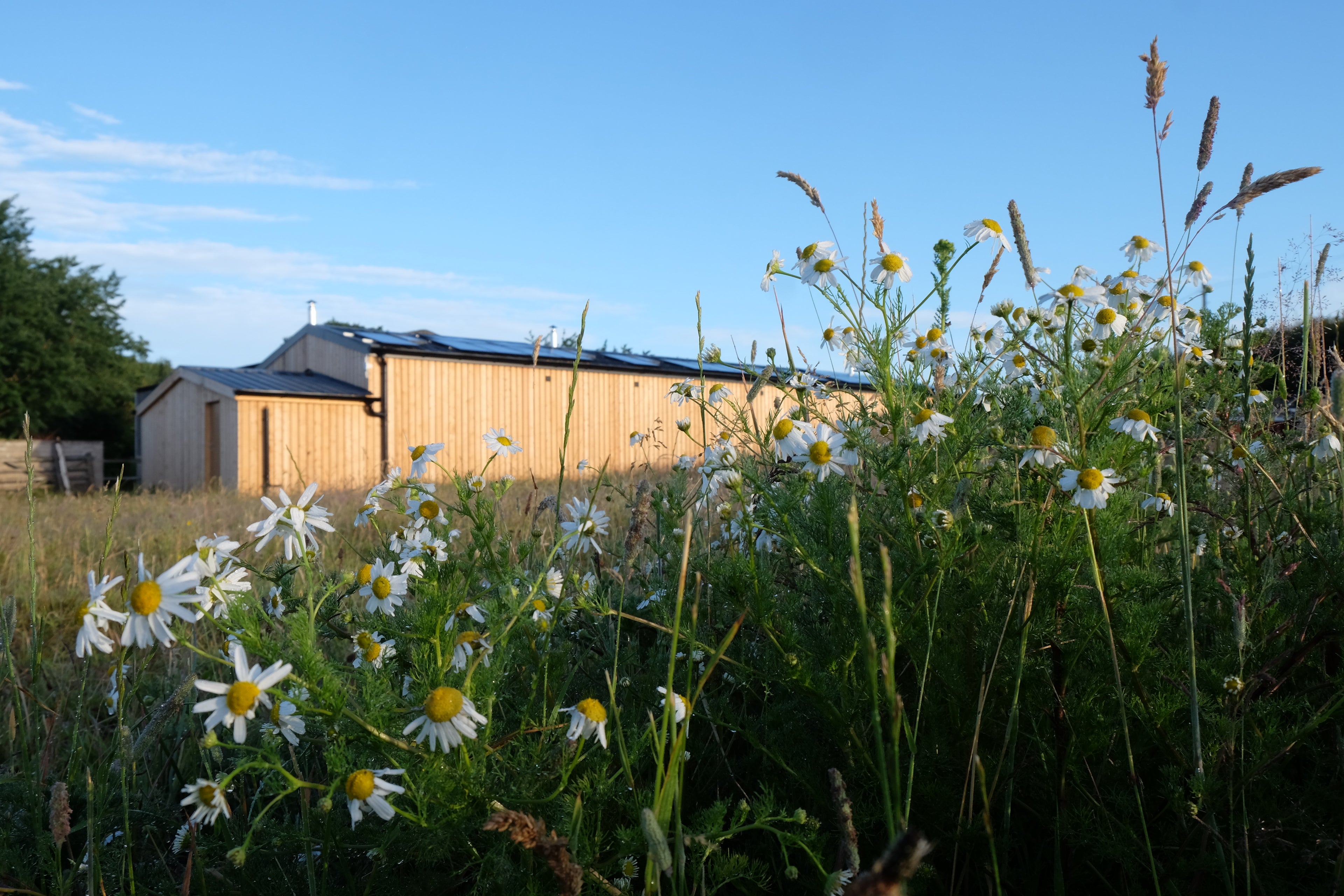 Curly - Pig Shed Cottage 3