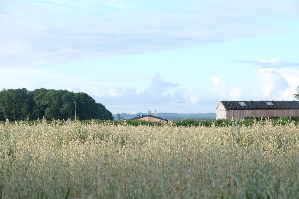 Motley - Pig Shed Cottage 1