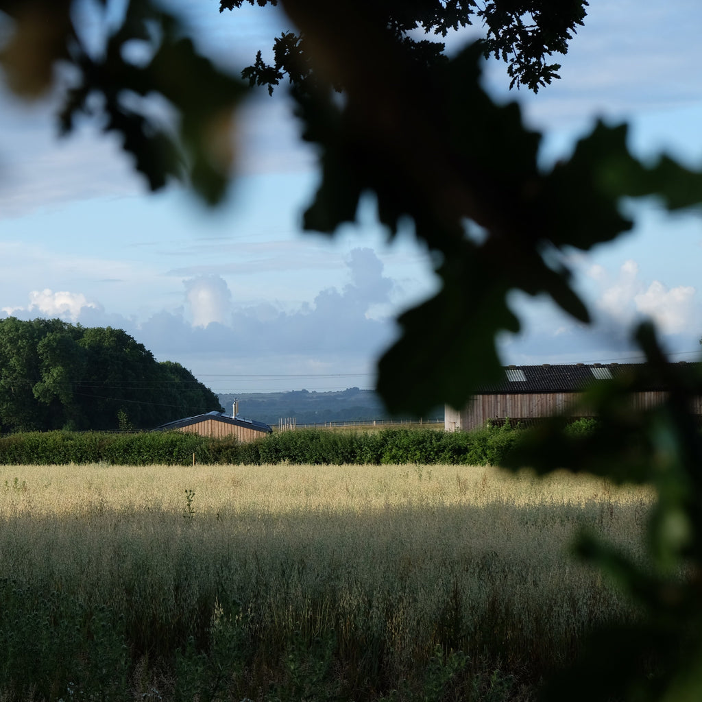 Curly - Pig Shed Cottage 3