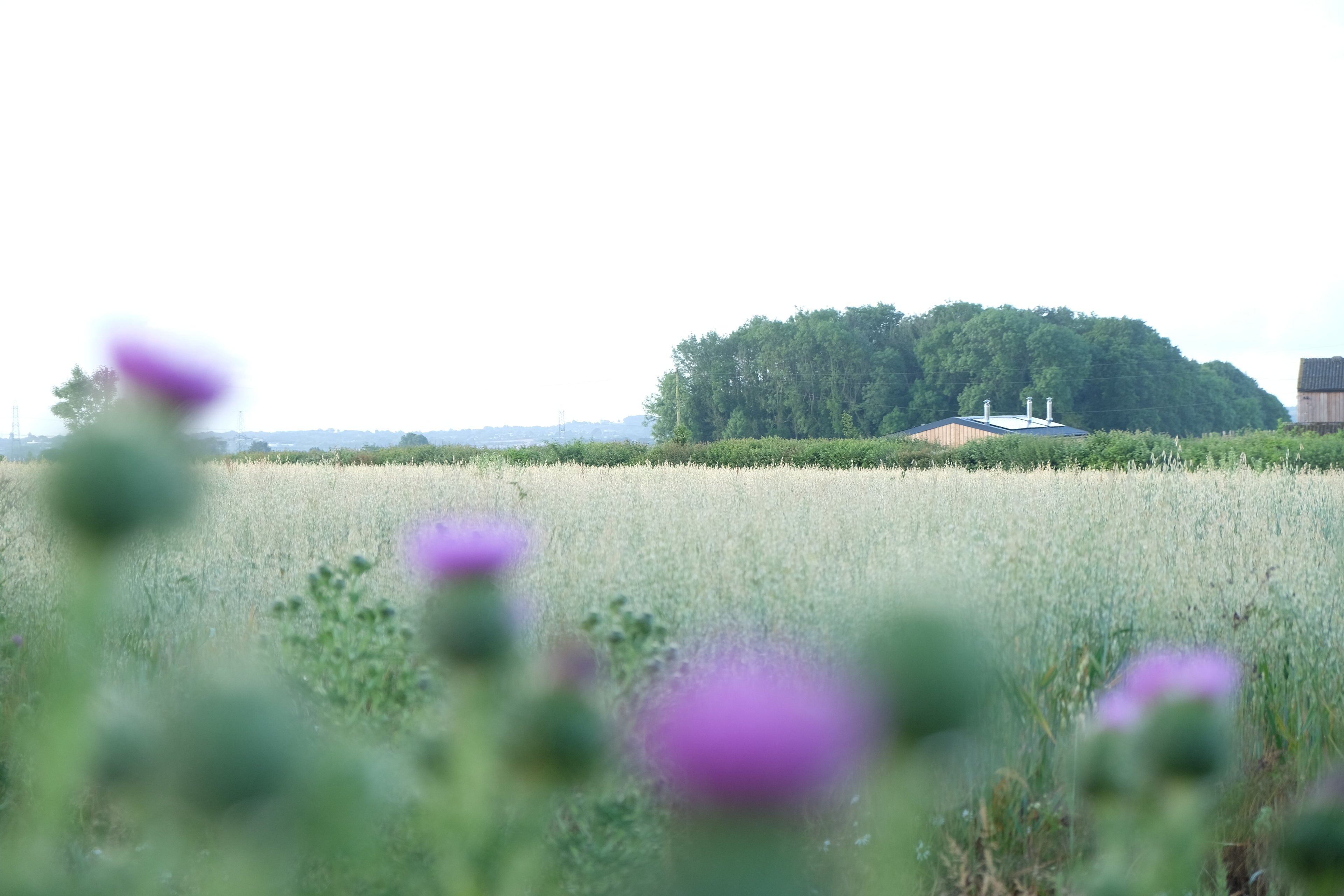 Curly - Pig Shed Cottage 3