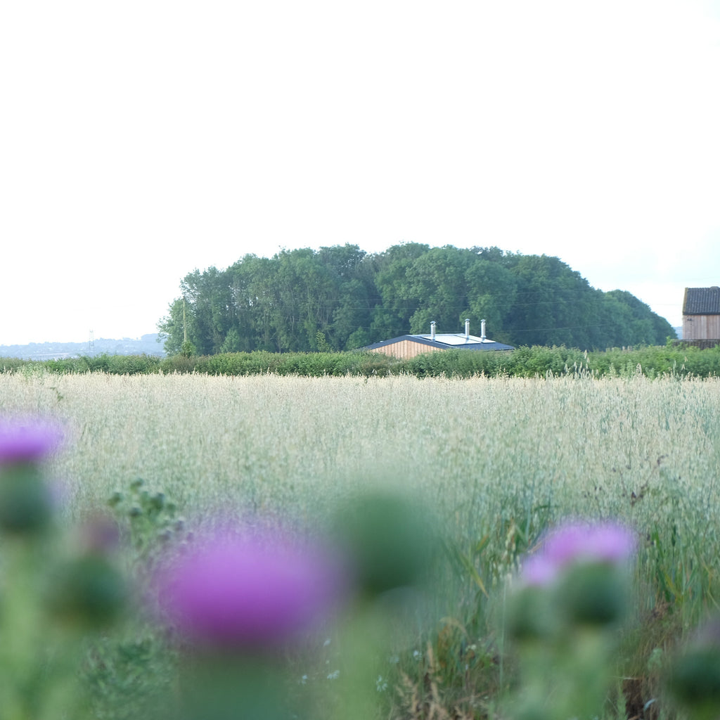 Spot - Pig Shed Cottage 2
